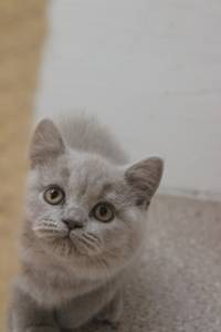 Kitten (62)